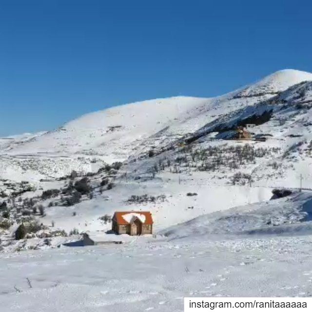 Snowshoeing in Tannourine reserve  lebanonspotlight  ptk_lebanon ... (Arz Tannoûrîne)
