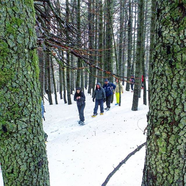  snowshoeinglebanon  explorelebanon  picoftheday  livelovelebanon ... (Barouk Cedar Forest)