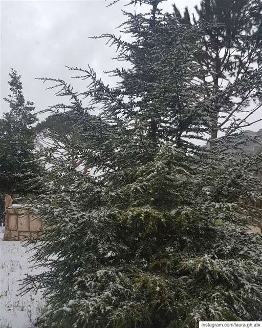  snowy  day treescape  pinetrees  ceder  backyard  steps nature... (Bzébdîne, Mont-Liban, Lebanon)