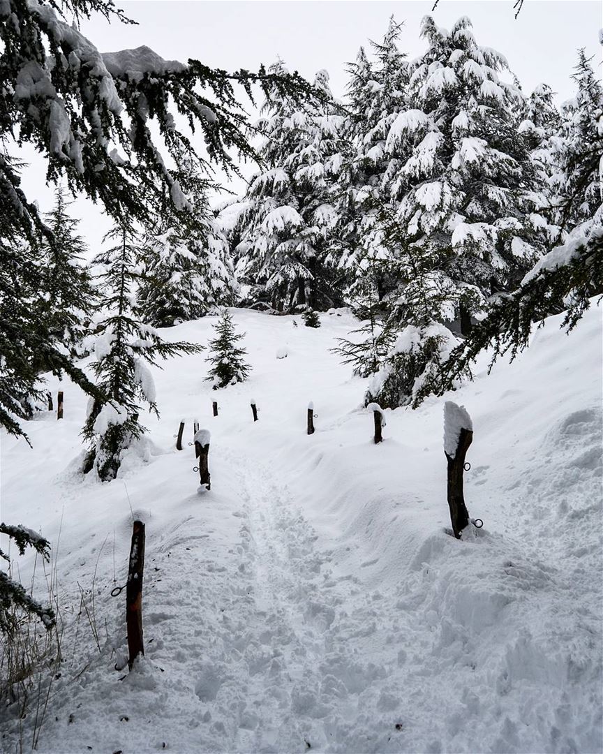 .Snowy hike ! The Cedars of God Bcharre, Lebanon. Good snowy morning dear... (Cedars of God)