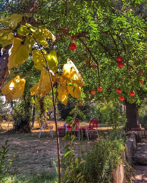 So glad to live in a world where there are Octobers😍❤️ Have a great... (Zahlé, Lebanon)