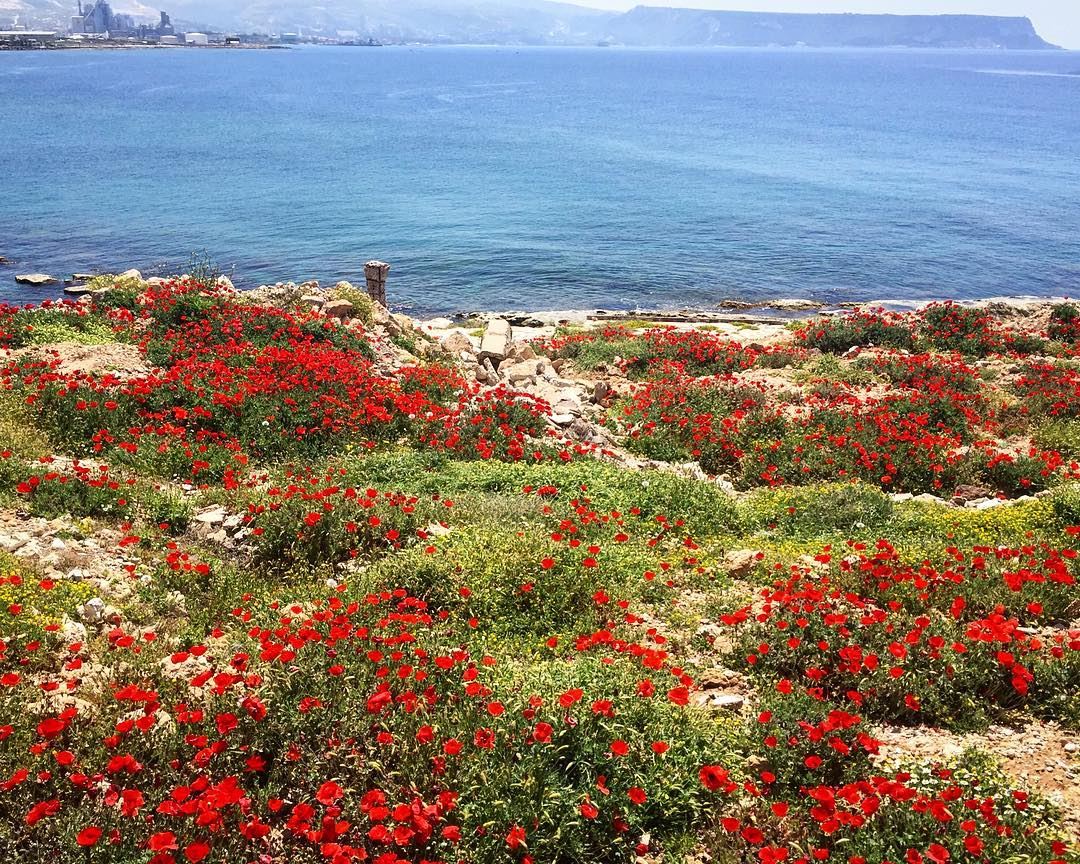 So much life in this place, flowers grow on a salted sea soil, filtering... (Anfeh, Lebanon)