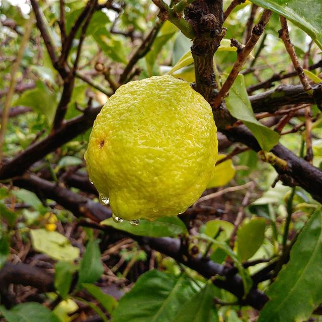 So tempting, all these lemons waiting to be picked!  lemon  citrus ... (Deïr El Qamar, Mont-Liban, Lebanon)
