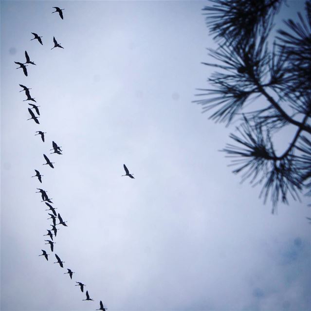 soaring ... (Baïssoûr, Mont-Liban, Lebanon)