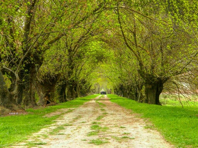 Some beautiful paths can't be discovered without being lost... (Beqaa Valley)