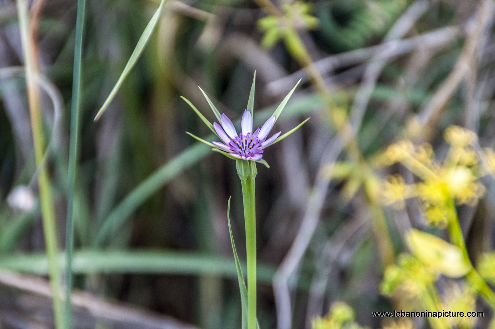 Some Macro Photos from (Wadi Qannoubine, North Lebanon)