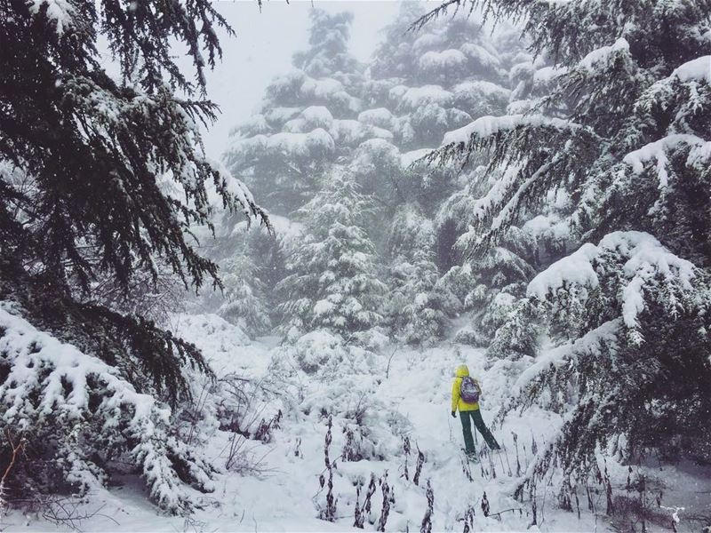 Some of these trees are as old as I am🌲❄️  thegreatoutdoors..📷 @fadysfe
