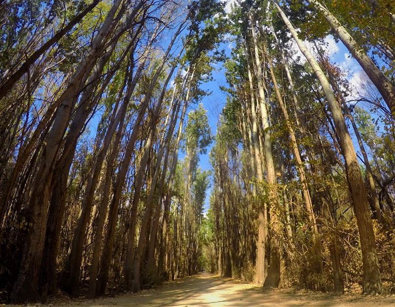 Some paths are beautiful, Others lead to beautiful destinations, always... (Lebanon)