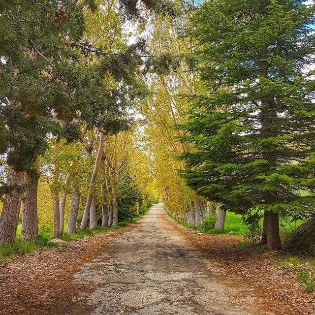 Some roads lead to where u wanna be . road  mountain  spring  ig_lebanon ... (El Laklouk, Mont-Liban, Lebanon)