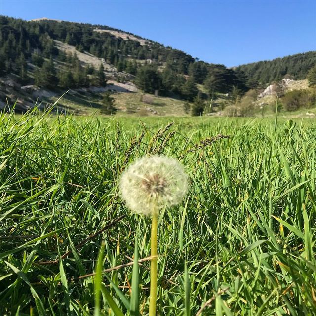 Some see a weedSome see a wish lebanon  lebanon_hdr  chouf ... (Al Shouf Cedar Nature Reserve)