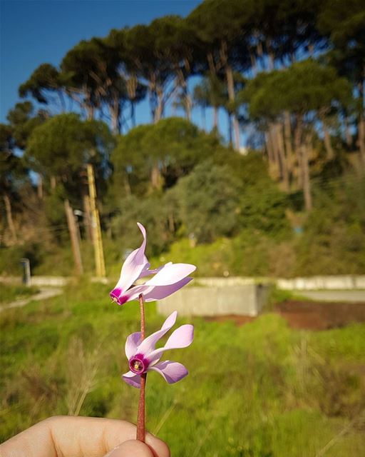 Someday, Somewhere,Someone 🌸🌸  livelovebeirut  livelovelebanon ... (Ra'S Al Matn, Mont-Liban, Lebanon)