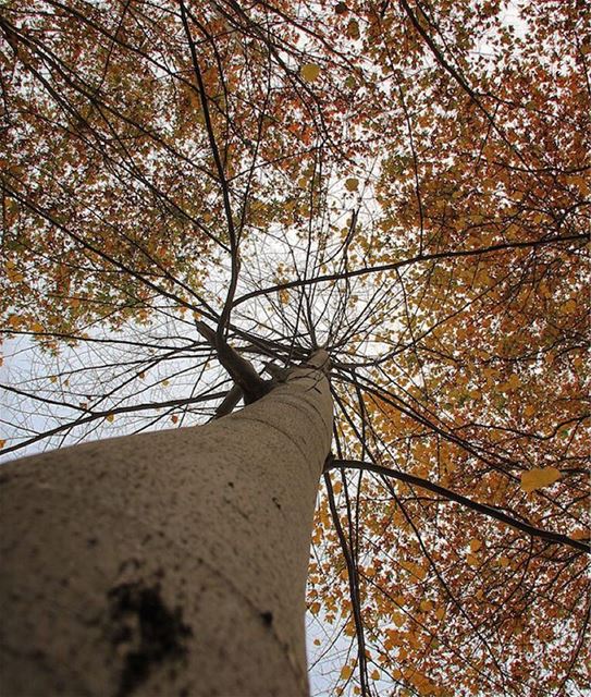 "Someone is sitting in the shade today because someone planted a tree a... (Lebanon)