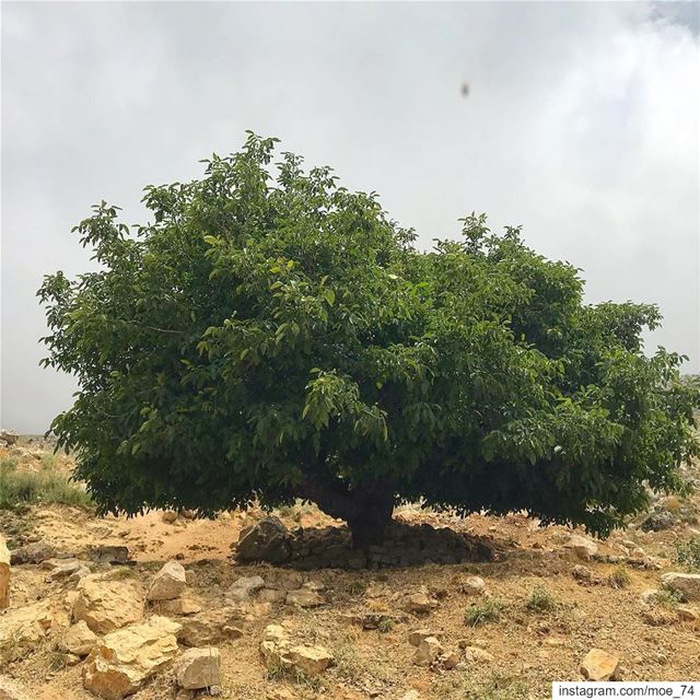 Someone is sitting in the shade today because someone planted a tree a...