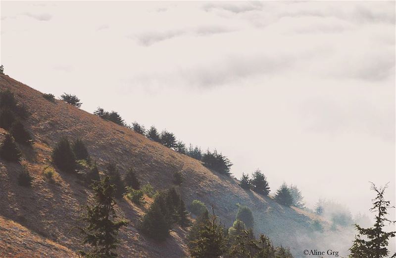 “Sometimes Hope gets Lost in a Fog...” ☁️☁️☁️ october  autumn  fog  foggy... (Al Shouf Cedar Nature Reserve)