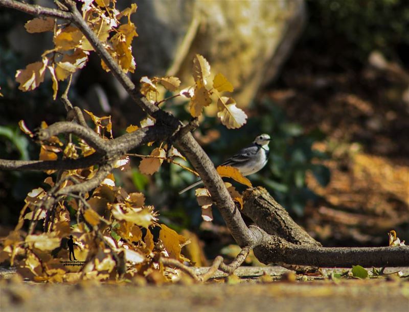 Sometimes silence is a really good answer. brid  nature  fallbirds ...