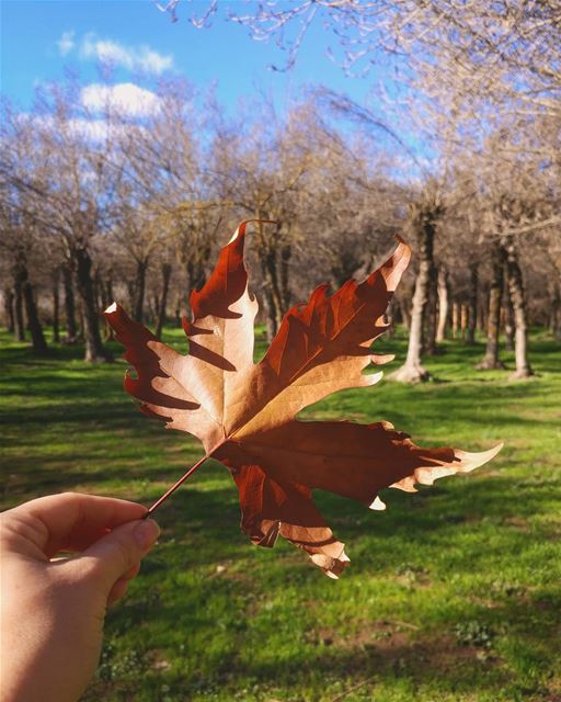 Sometimes the big picture and the details are equally important 🍁🌲💜  lg... (Deïr Taanâyel, Béqaa, Lebanon)