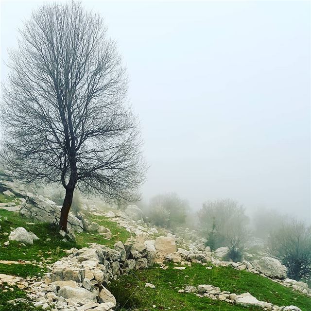 Sometimes when you lose your way in the fog, you end up in a beautiful... (Douma, Liban-Nord, Lebanon)