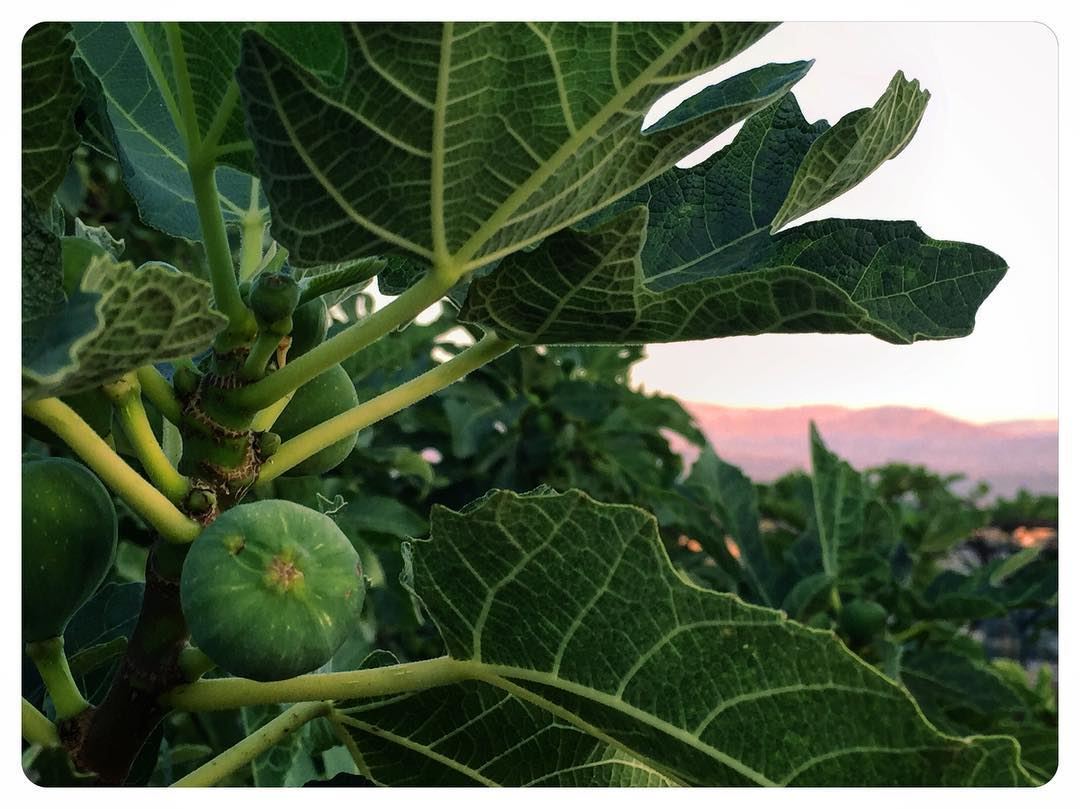 Soon to be ripe  figs  mountain  tree  figtree  arbre  ig_myshot ...