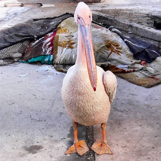 Sooo beautiful! Batroun  liban  Swan  Bird  ig_lebanon  WhatsUpLebanon ... (Mina-batroun)
