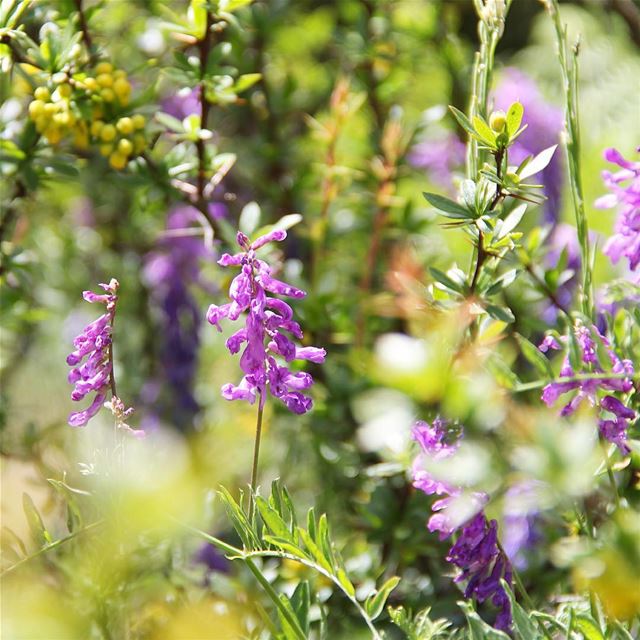 Sophisticated creatures in wild. purple  wild  intothewild  beautiful ... (North Lebanon Akkar)