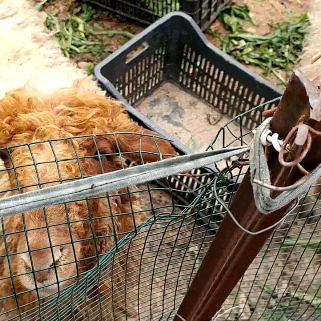 Sorry for the mess. At least they eat well.👏 sheep  hens  hensofinstagram... (Dayr Al Qamar, Mont-Liban, Lebanon)
