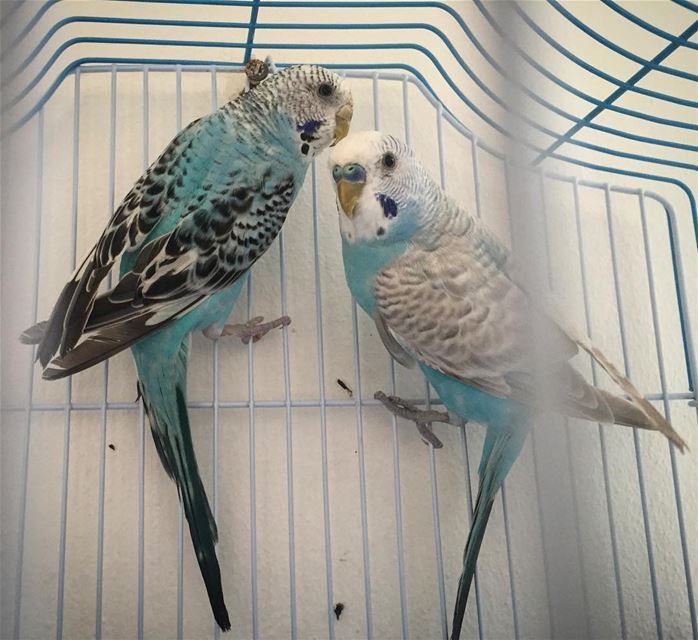  soulmate  lovebirds  cage blue white love bird picoftheday  tags4likes ...