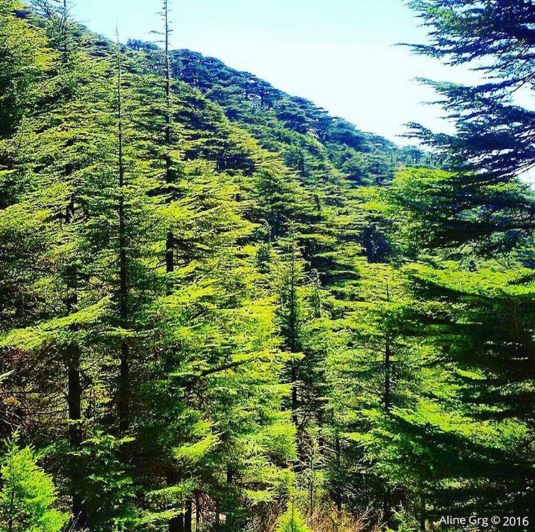 Sound of silence 🌲🍃 tb  cedars  woods  mountain  hiking  peace  hope ... (Maaser El Chouf)