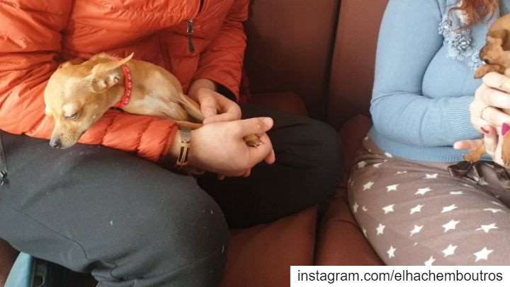 Sound on 🔊Help! Help me!! Two month old vs.Thirteen month old  chiwawa...
