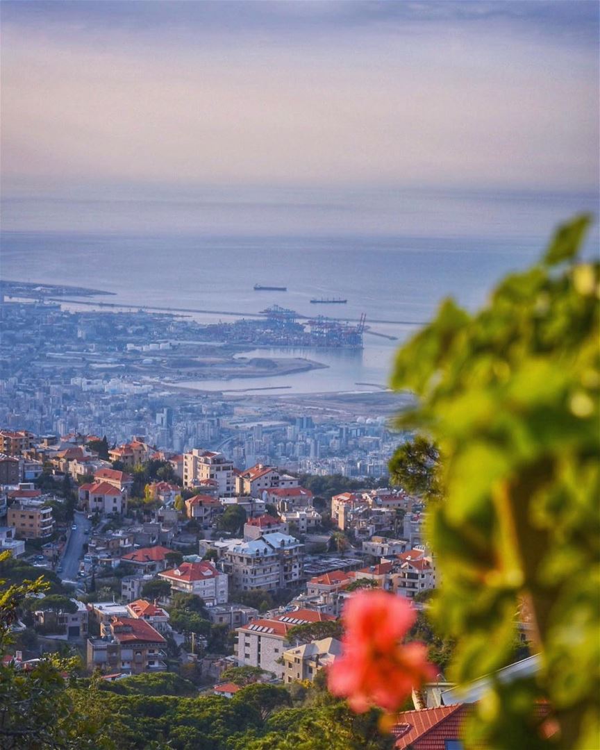 Sow a seed and the earth will yield you a flower. Dream your dream to the... (Broummâna, Mont-Liban, Lebanon)