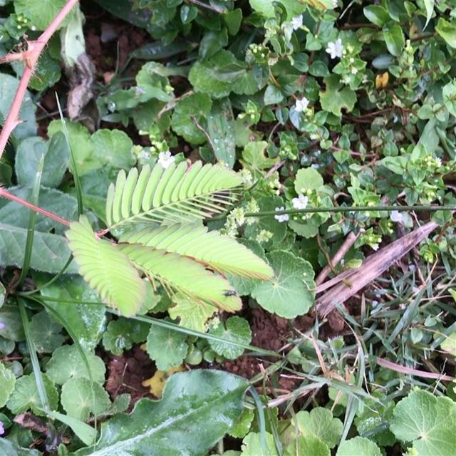 Speaking leaves...the shy leaves of the Mimosa Pudica turns dormant when...