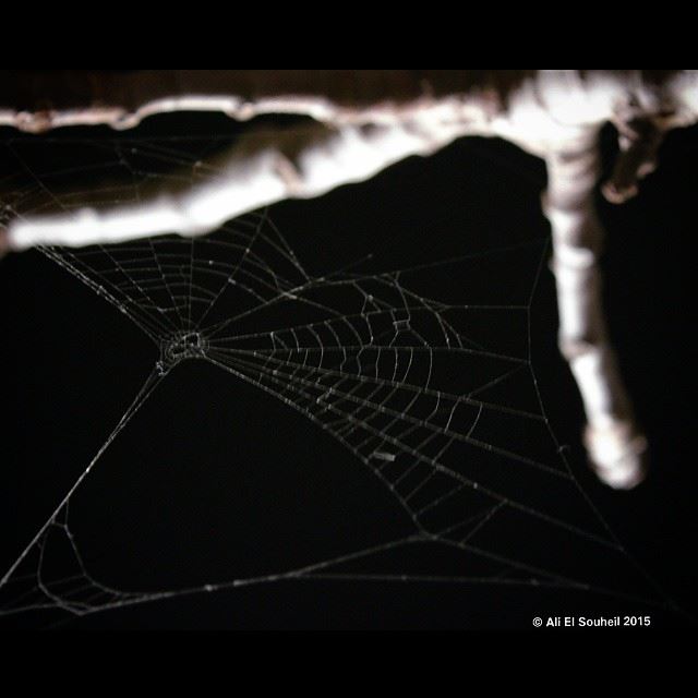  spider  net  tree  night  focus  south_lebanon  southlebanon  lebanon ...