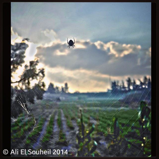  spider  sun  cloud  valley  southlebanon  lebanon  colorful  instagramhub...