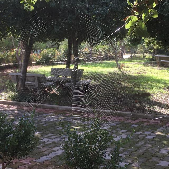 Spider Web in the Garden! spider  spiderweb  garden  barsa  lebanon ... (Barsa, Liban-Nord, Lebanon)