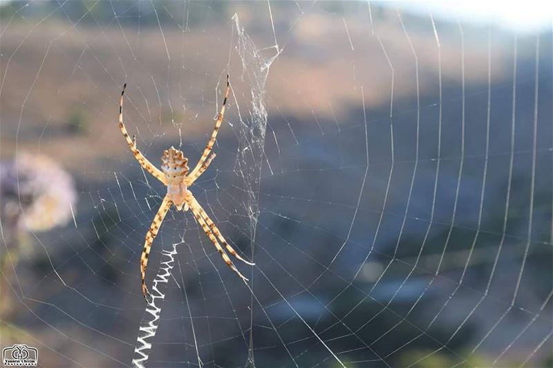 Spider Web  nature  spider_web  spider  insect  web  lebanon ...