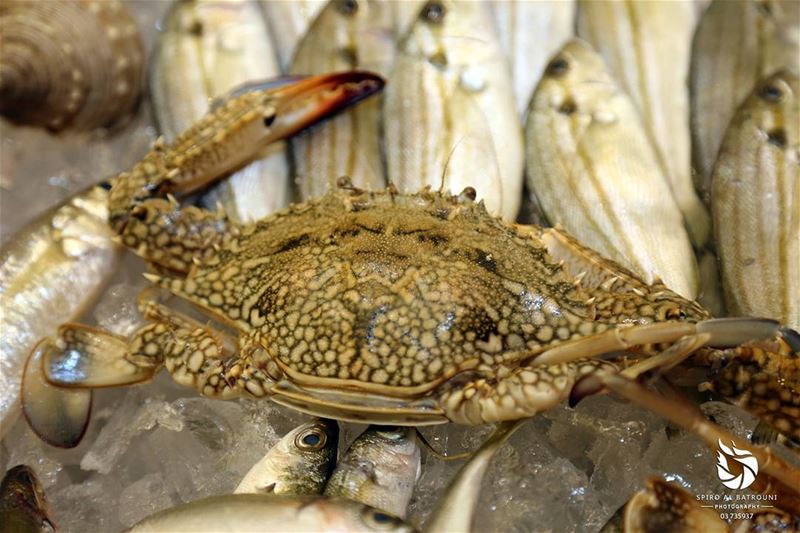  spiroalbatrouniphotography  spirolens  photography  seafood  like  canon ...