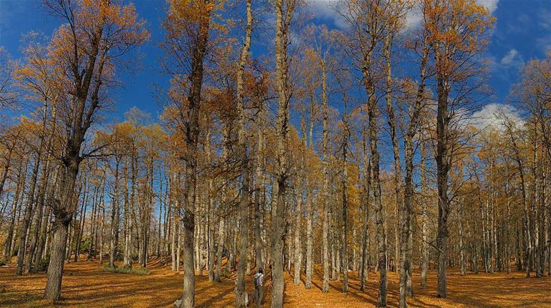 🍁 Spot Her 🍁.. forest  trees  orange  fall  outdoors  hiking ... (Fnaïdek, Liban-Nord, Lebanon)