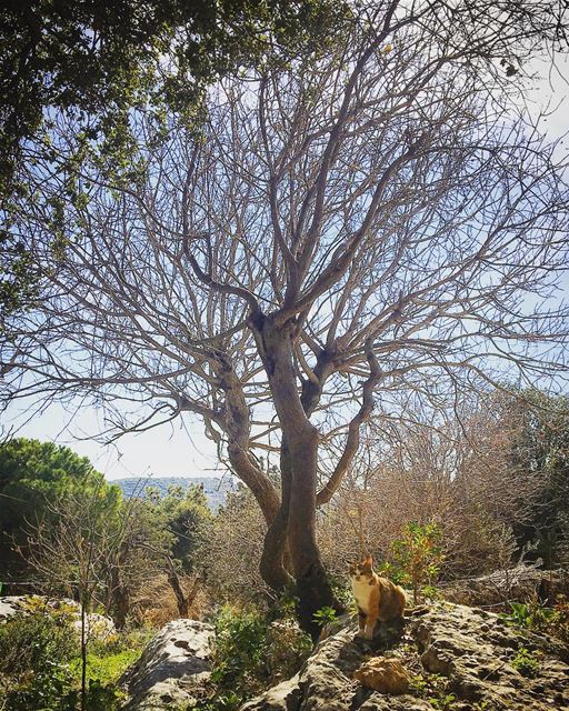 Spot the cat!  Lebanon  NorthLebanon  BatrounDistrict  RasNhash  Village ... (Ra'S Nhash, Liban-Nord, Lebanon)