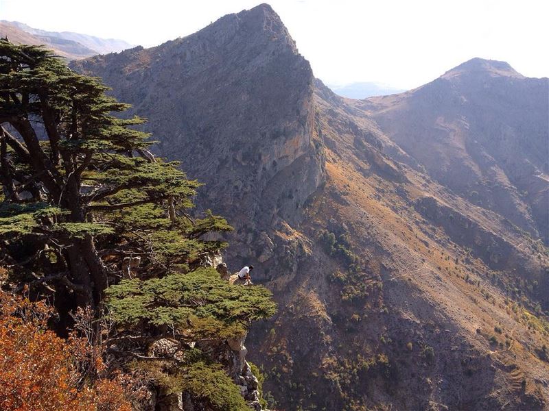 Spot the human..👆🏼 >>@peak2peaklb <<  tannourine  livelovetannourine ... (Tannourine Cedars Nature Reserve)