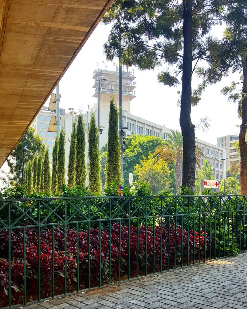 Spot the intruder  Beirut  Lebanon  urbanjungle  trees  garden ...