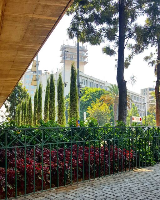 Spot the intruder  Beirut  Lebanon  urbanjungle  trees  garden ...