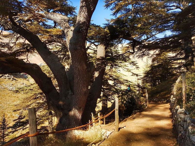 Spot the intruder  hidden  cedars  forest  natural  reserve  explore ... (Cedars of God)