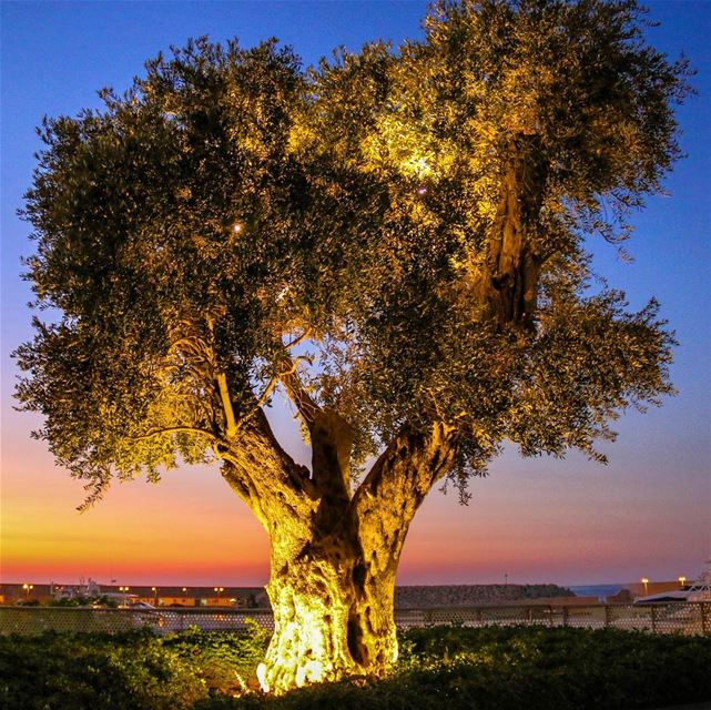 Spotlight on the Zeitouna (olive tree) and Sunset before the city 🌃🌳🌅.... (Zeitouna Bay, Beirut , Lebanon)