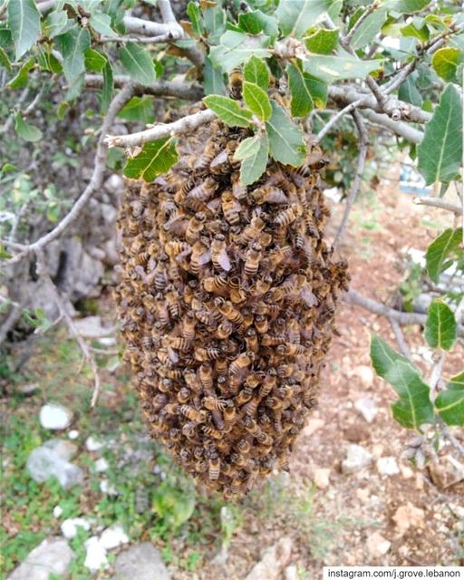 📷 Spotted on an oak tree: the first  HoneyBee  Swarm catch of the season �