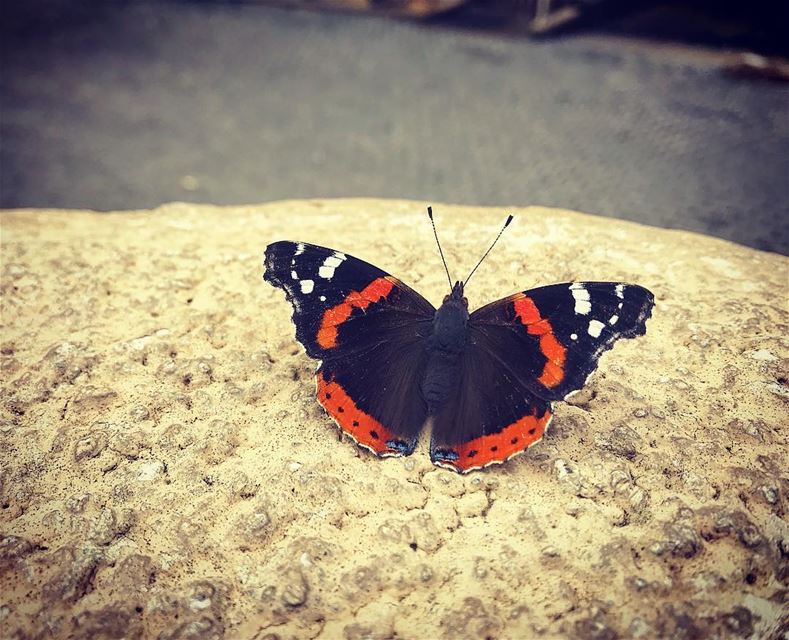 Spread your wings and fly 🦋🦋  photography  photographer ... (American University of Beirut (AUB))