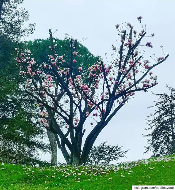 Spring, 🌺🌺🌼🌼_________________________________ ptk_lebanon ...