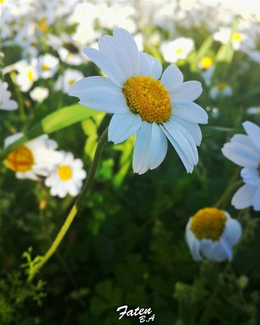 .🌼🌼🌼Spring 🌼🌼🌼 _________________________________________Follow👇@I (Baakline, Mont-Liban, Lebanon)