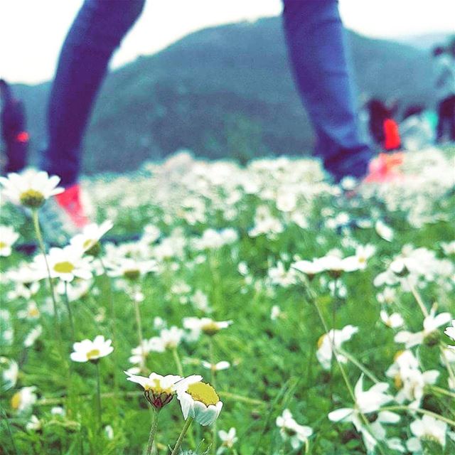 Spring: a lovely reminder of how beautiful change can truly be 🌻.... (Habil, Mont-Liban, Lebanon)