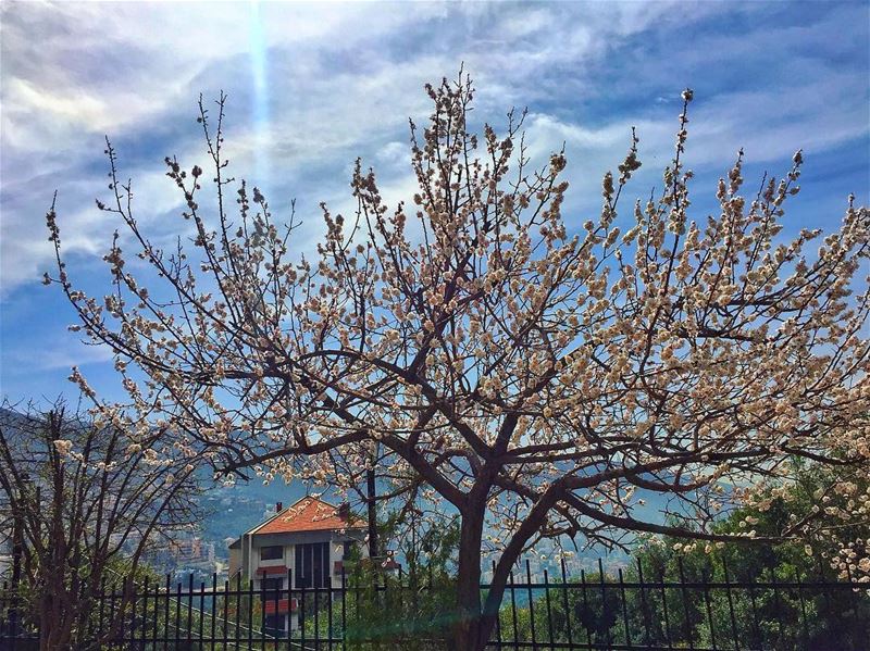 Spring 🍃 ... (Adma, Mont-Liban, Lebanon)