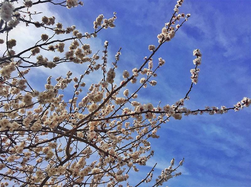 Spring 🌾 ... (Adma, Mont-Liban, Lebanon)