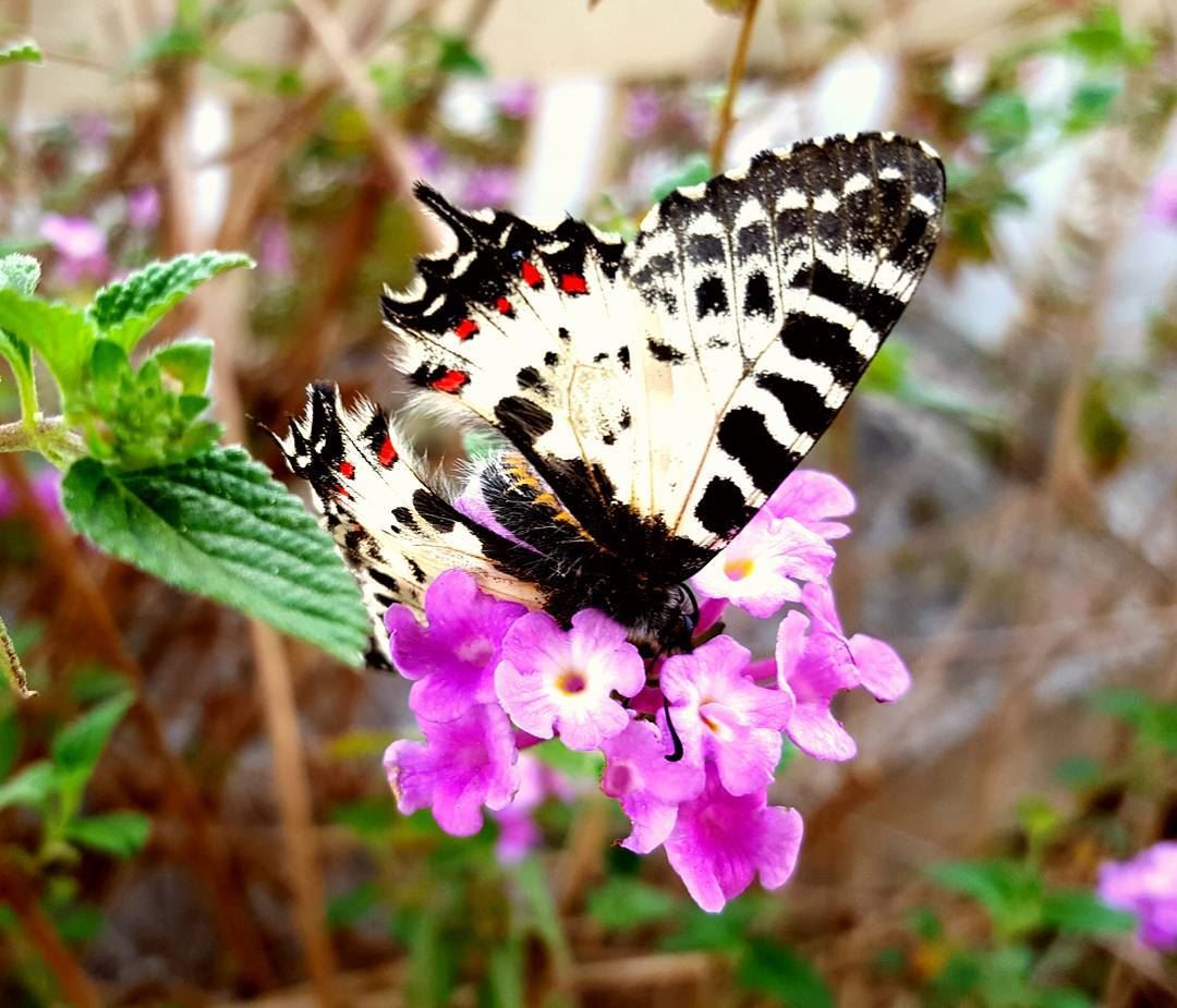 Spring and butterflies  livelovelife  livelovenature  naturesbest ...